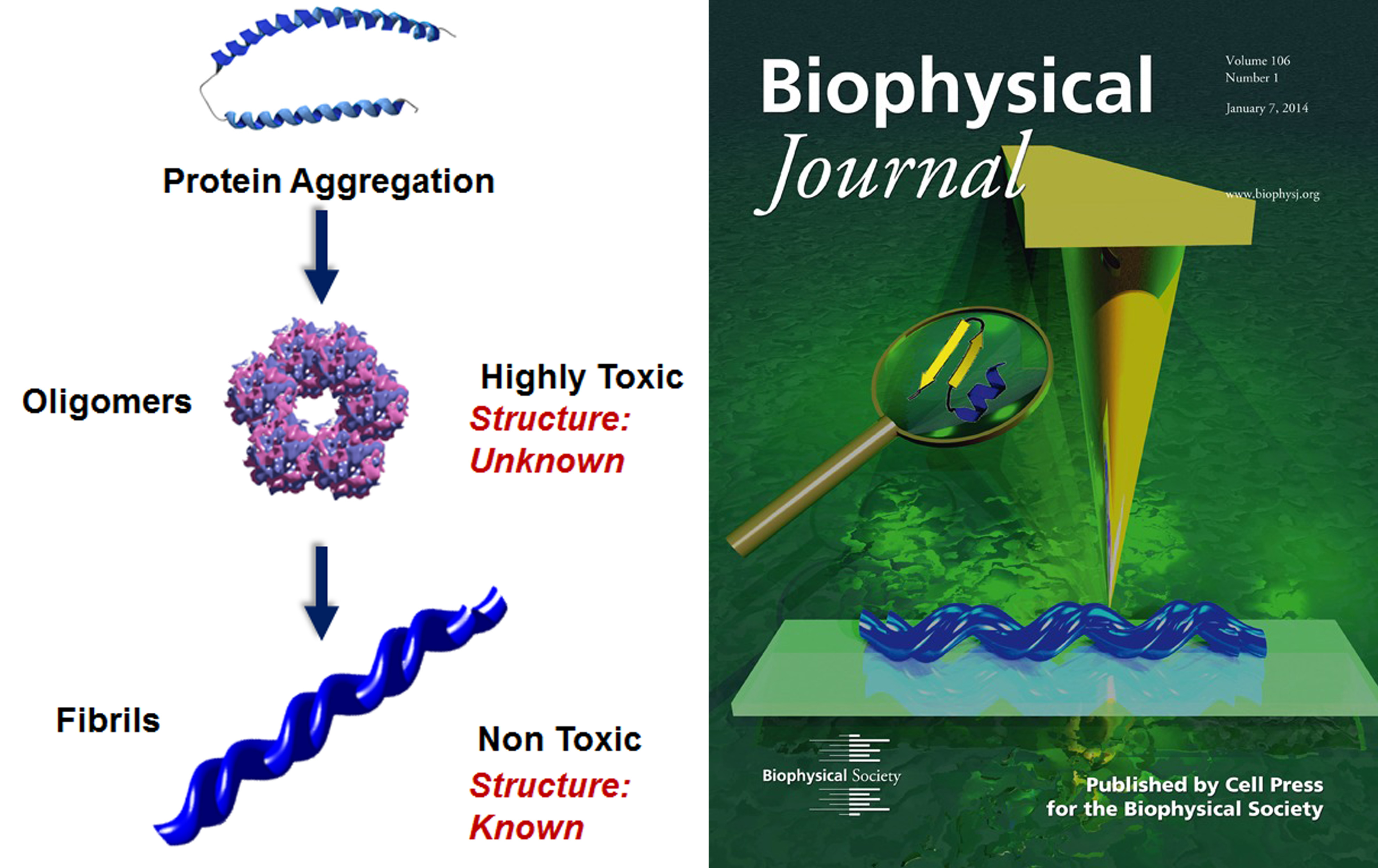 Structural Organization of Amyloid Oligomers | Kurouski Lab