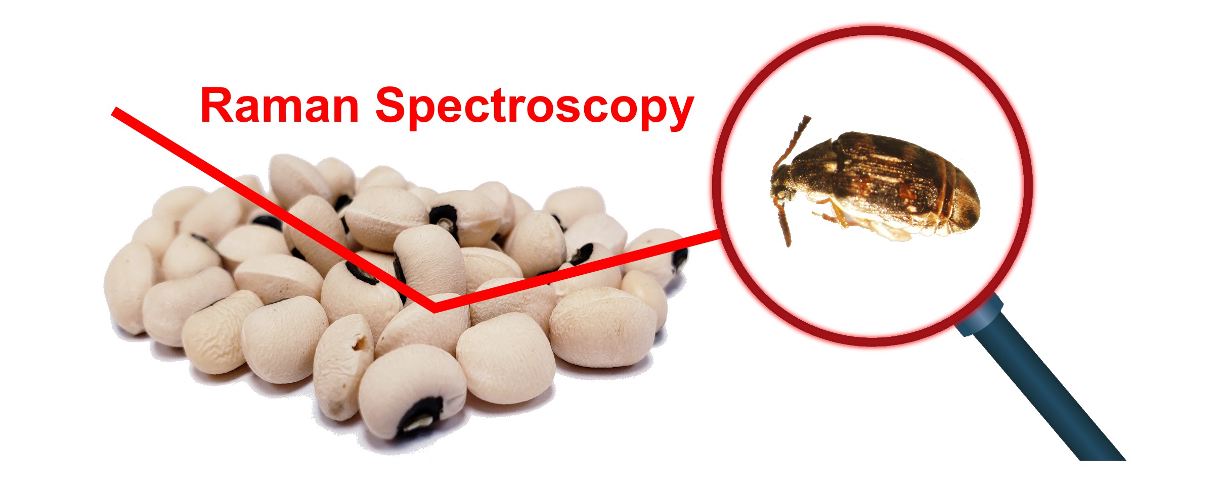 new_toc_bruchid_a_down